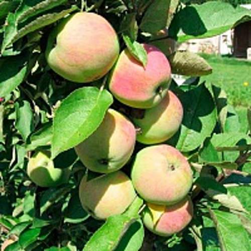 Яблоня колонновидная ПРЕЗИДЕНТ в Костанае