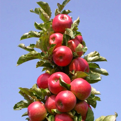 Яблоня колонновидная СОЗВЕЗДИЕ в Костанае