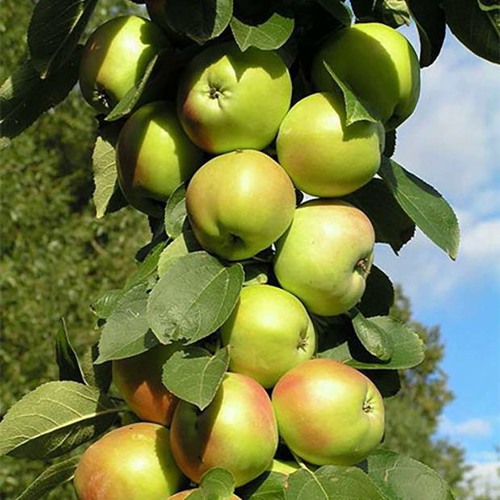 Яблоня колонновидная ГИРЛЯНДА в Костанае