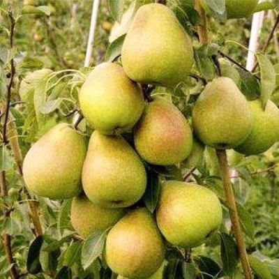 Груша МЛИЕВСКАЯ РАННЯЯ в Костанае