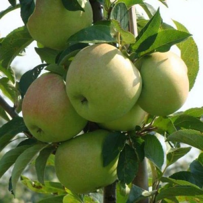 Яблоня БОЛЕРО колонновидная в Костанае