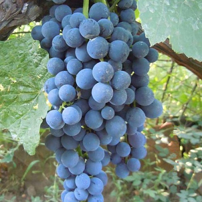Виноград ВЕНУС в Костанае