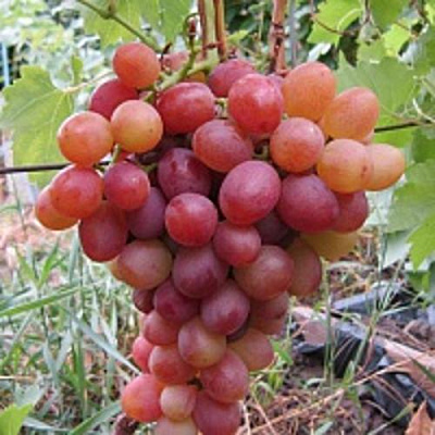Виноград ЛИВИЯ в Костанае