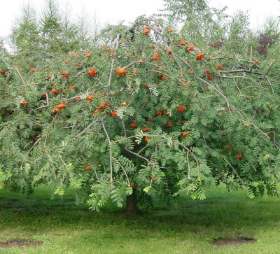 Рябина ПЛАКУЧАЯ сладкоплодная в Костанае