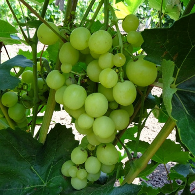 Виноград БОЯРИН в Костанае