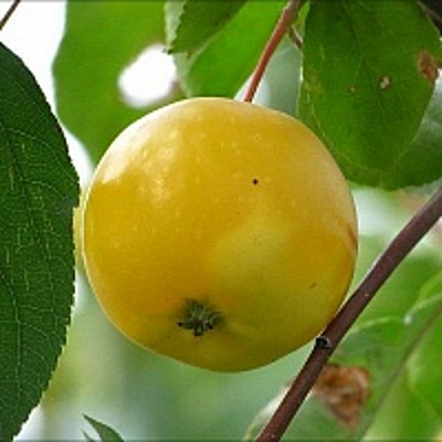 Яблоня колонновидная КИТАЙКА ЖЁЛТАЯ в Костанае