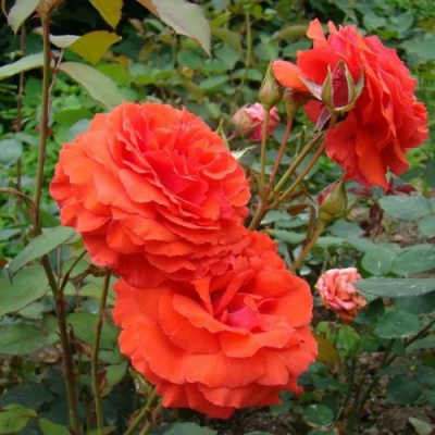 Роза АНЖЕЛИКА чайно-гибридная в Костанае