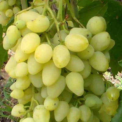 Виноград ЗАРНИЦА в Костанае