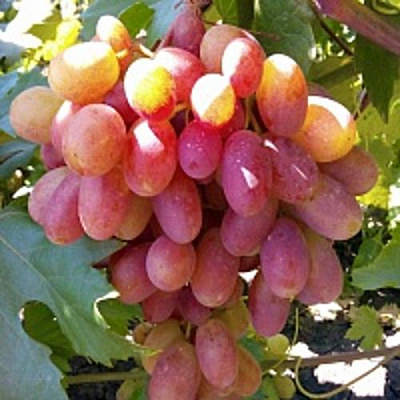 Виноград ПРЕОБРАЖЕНИЕ в Костанае