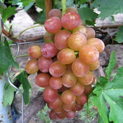 Виноград БЛЕСТЯЩИЙ в Костанае