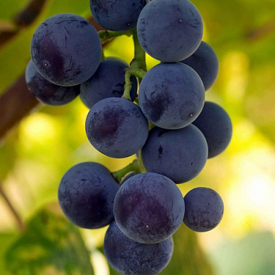 Виноград МАРС в Костанае
