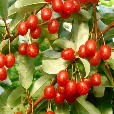 ГУМИ (ЛОХ МНОГОЦВЕТКОВЫЙ) в Костанае