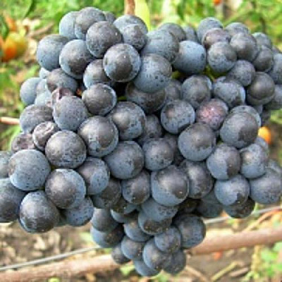 Виноград ПАМЯТИ ДОМБКОВСКОЙ в Костанае