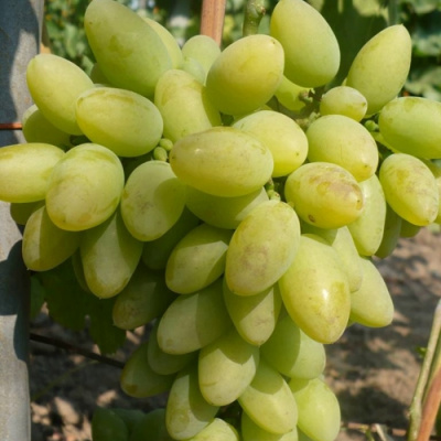 Виноград ТИМУР в Костанае