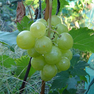 Виноград БАРС в Костанае
