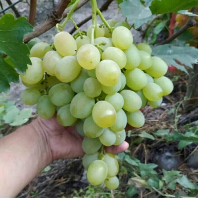Виноград ВАНЮША в Костанае