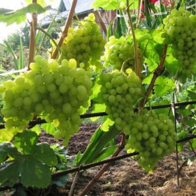 Виноград АЛЕШЕНЬКИН в Костанае