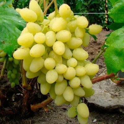 Виноград ДОЛГОЖДАННЫЙ в Костанае