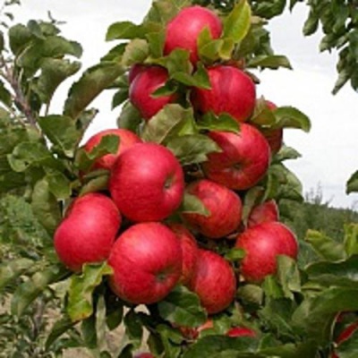 Яблоня колонновидная ТРАЙДЕНТ в Костанае