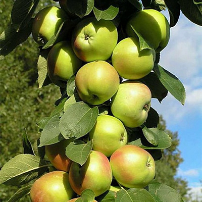 Яблоня ГИРЛЯНДА колонновидная в Костанае