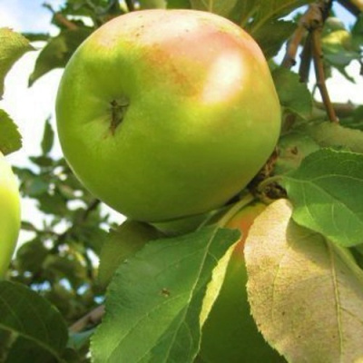 Яблоня ИКША колонновидная в Костанае