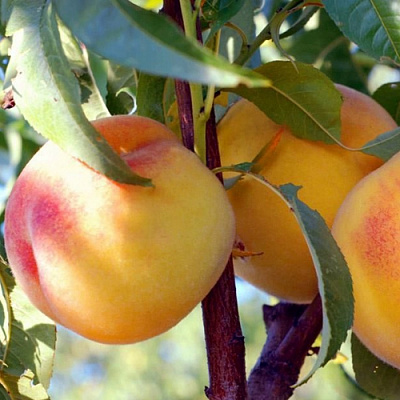 Колонновидные персики в Костанае