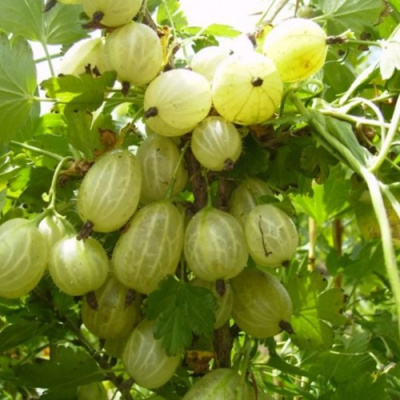 Крыжовник ИНВИКТА в Костанае