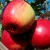 Яблоня ЛИГОЛ в Костанае
