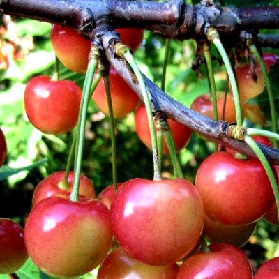 Черешня ГАСТИНЕЦ в Костанае