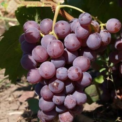 Виноград ЭЛЕГИЯ в Костанае