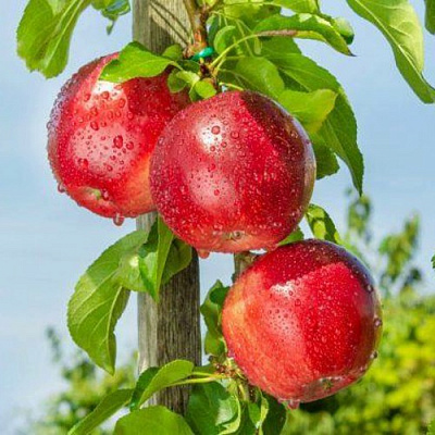 Яблоня колонновидная ДЖИН в Костанае