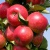 Яблоня колонновидная ТРАЙДЕНТ в Костанае