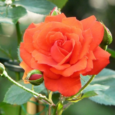 Роза АНЖЕЛИКА чайно-гибридная в Костанае