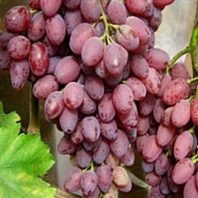 Виноград ПАМЯТИ СМИРНОВА в Костанае