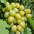 Виноград в Костанае