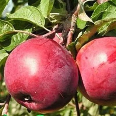 Яблоня АНТЕЙ в Костанае