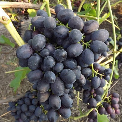 Виноград ЗАБАВА в Костанае