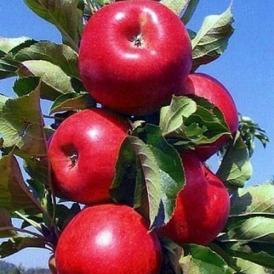 Колонновидные яблони в Костанае