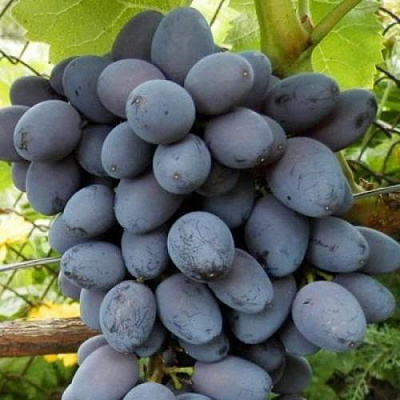 Черный виноград в Костанае
