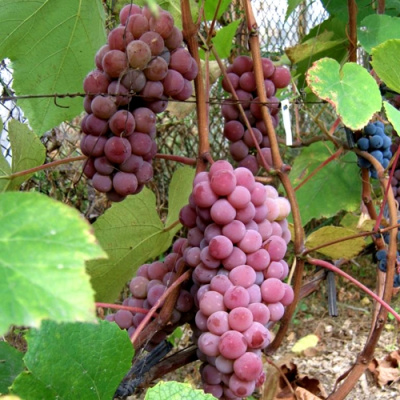 Виноград ЛЮСИЛЬ в Костанае