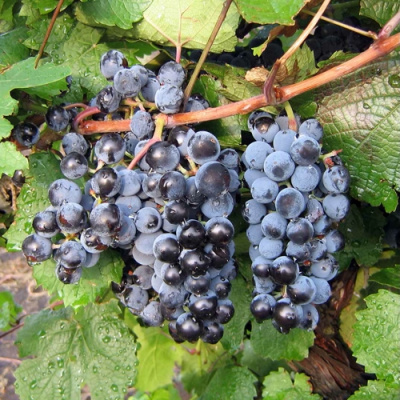 Виноград ДЕНИСОВСКИЙ в Костанае