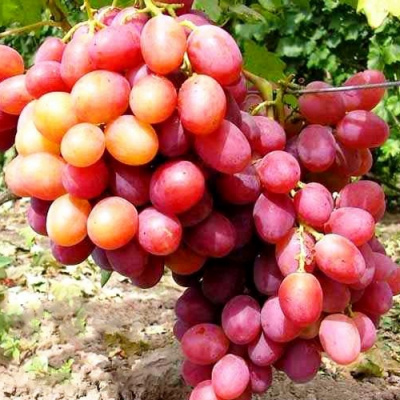 Виноград АНЮТА в Костанае