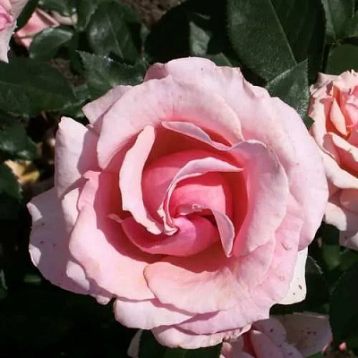 Роза ПОЭЗИЯ флорибунда в Костанае