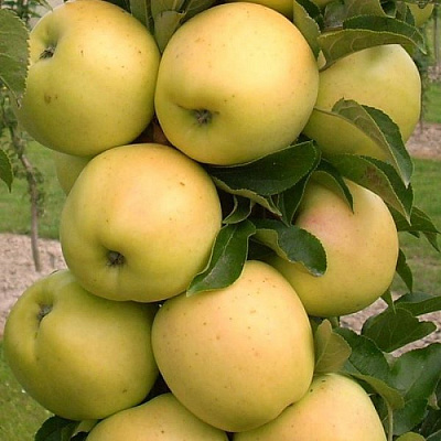 Яблоня колонновидная в Костанае