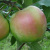 Яблоня БЕЛАНА в Костанае