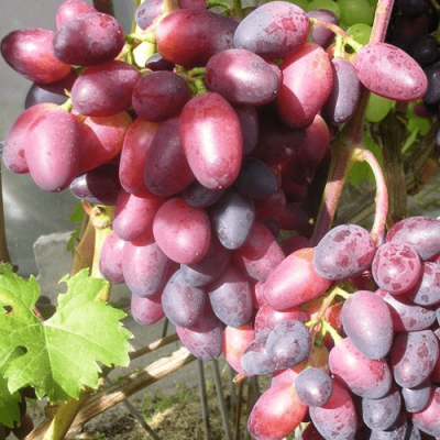 Виноград КРАСОТКА в Костанае