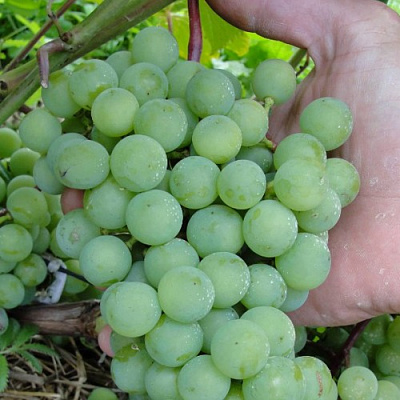 Виноград СУПАГА в Костанае