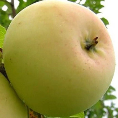 Яблоня БАНАНОВОЕ в Костанае