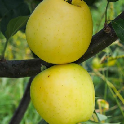Яблоня АНАНАС в Костанае