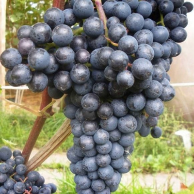 Виноград ПАМЯТИ ДОМБКОВСКОЙ в Костанае